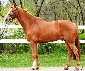 Lord Bonsai 