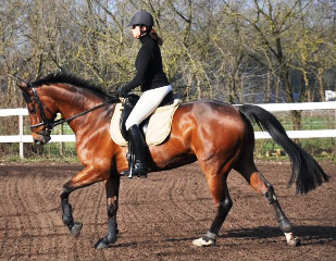 Ladima im Galopp